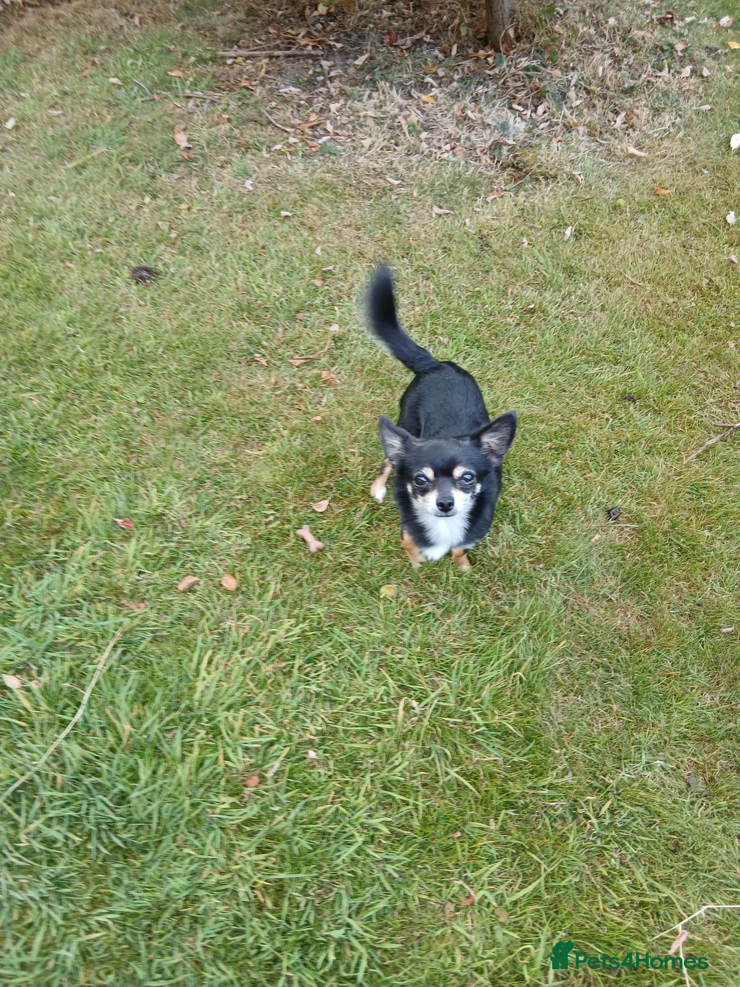 Chihuahua dogs for stud: Small smooth coated Chihuahua stud - Advert 3