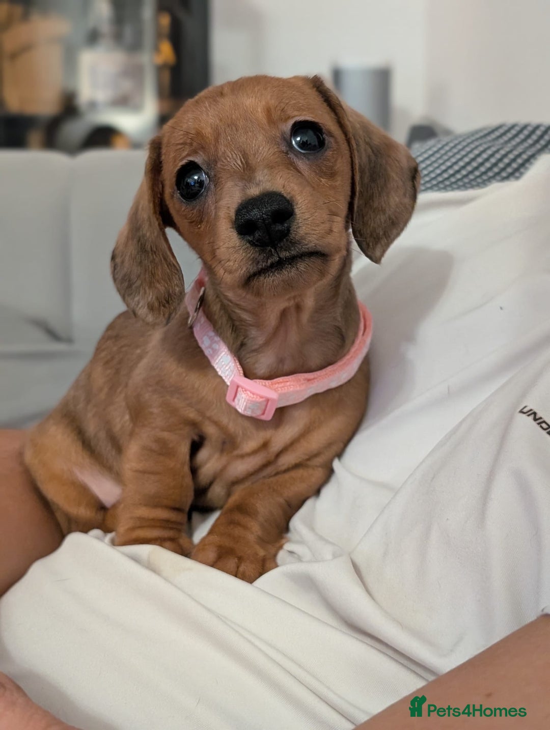 Miniature Dachshund dogs for sale: 2x miniature dachshunds - Image 26