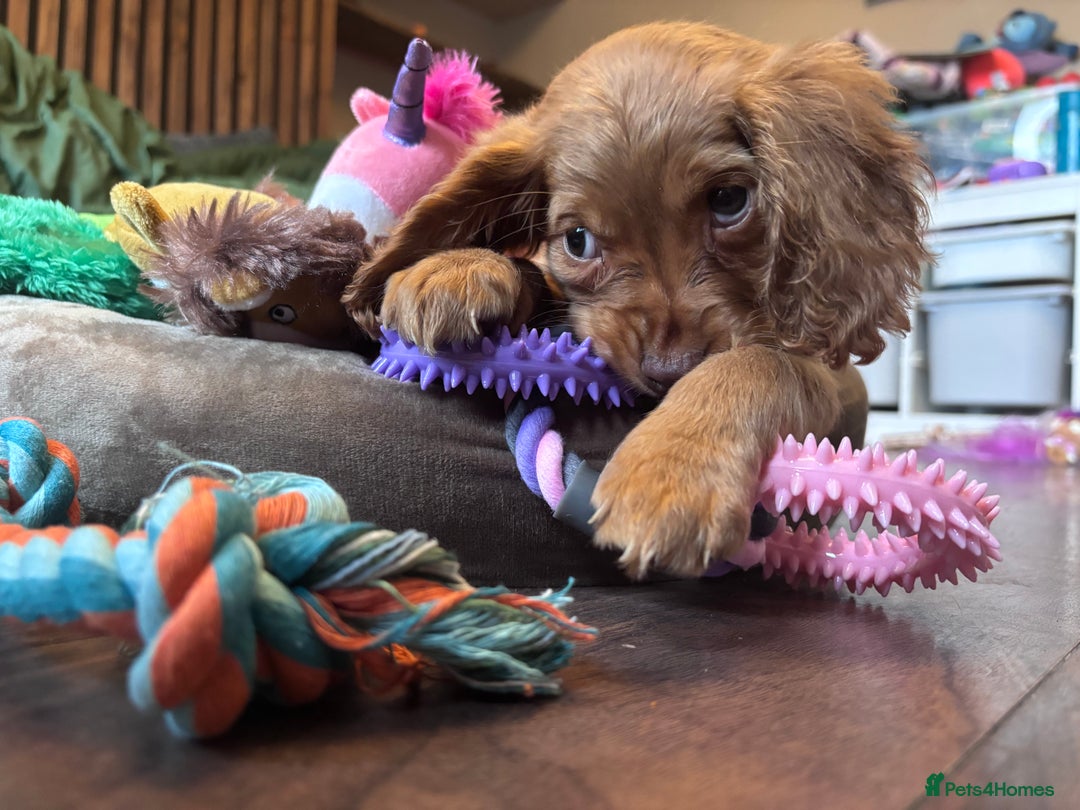 Cockapoo dogs for sale: Beautiful golden cockapoo - Advert 2