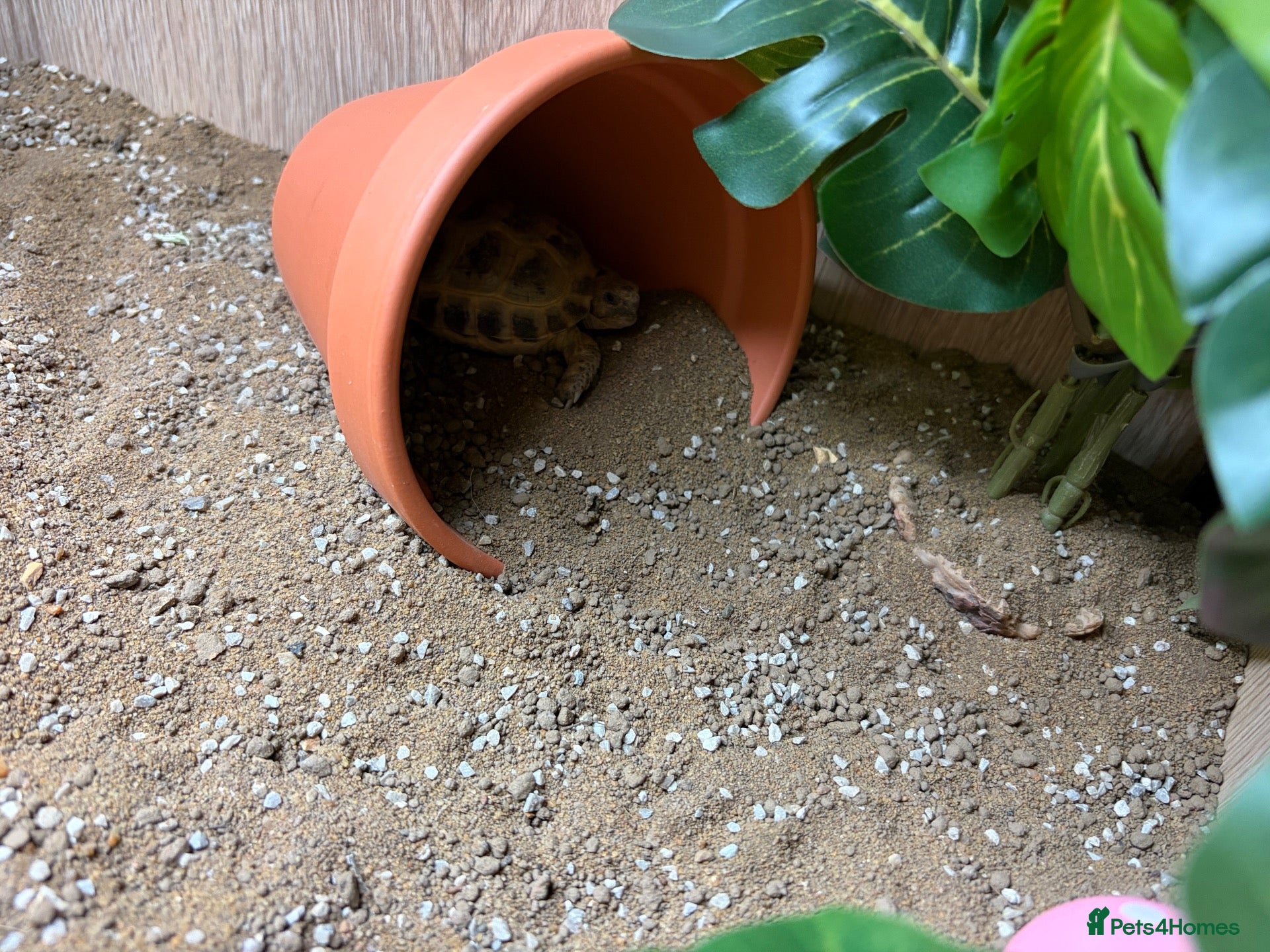 Tortoise reptiles Horsfield tortoise under 1 year  - Advert 2