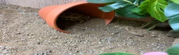 Tortoise reptiles for sale: Horsfield tortoise under 1 year  - Advert 1