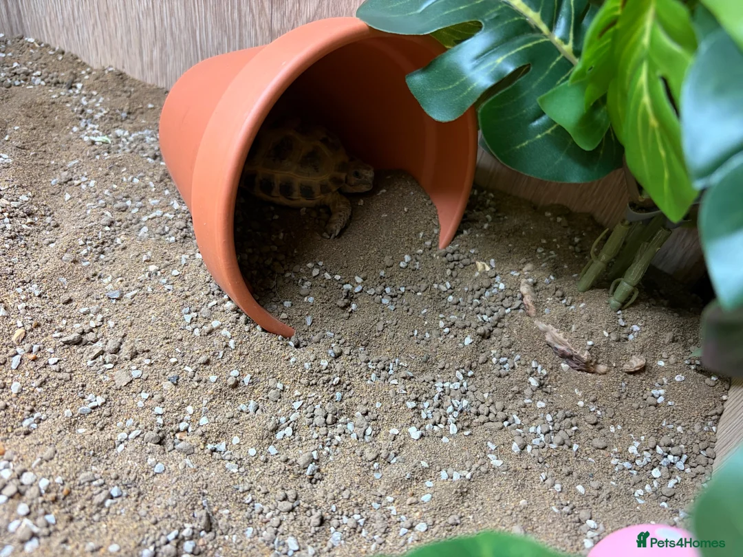 Tortoise reptiles for sale: Horsfield tortoise under 1 year  - Advert 1