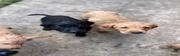 Labrador Retriever dogs for sale: Beautiful Labrador Puppies Ready for Loving Homes - Advert 7