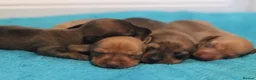 Miniature Dachshund dogs for sale: 4 Miniature Dachshund Pups Red Dapple - Shaded Red - Advert 5