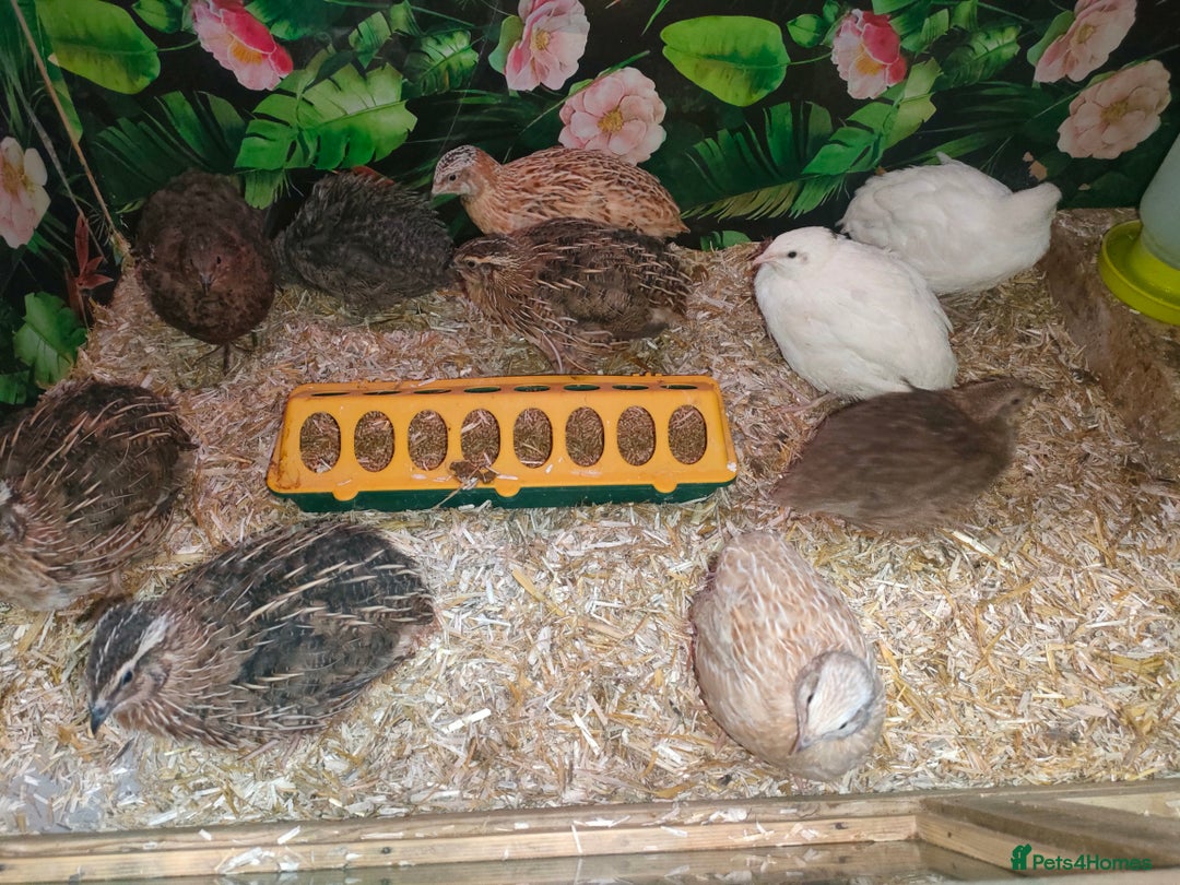 Quail poultry for sale: Mixed Japanese Courtnix Quails - Image 13
