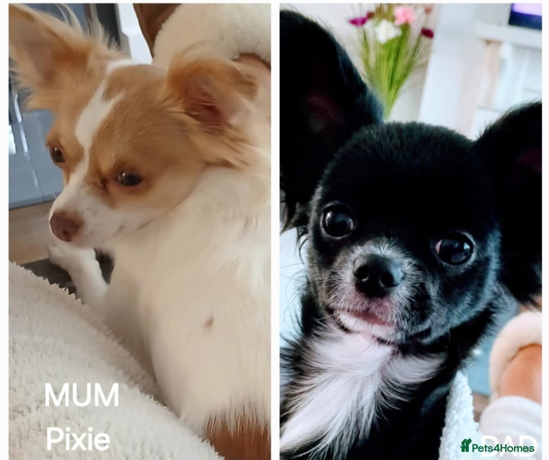 Chihuahua dogs for sale: Excellent pedigree long haired chihuahuas  - Advert 3
