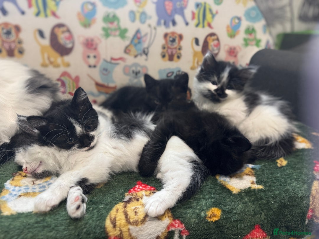 Mixed Breed cats for sale: Kittens  - Image 5