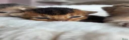 Abyssinian cats for sale: ⚜️Beautiful Abyssinian Kittens🏆 - Advert 12