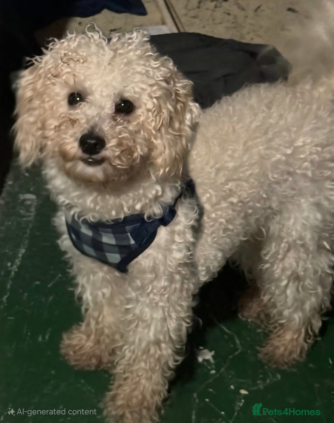 Cockapoo dogs for sale: Small Cockerpoo female puppy  - Image 4