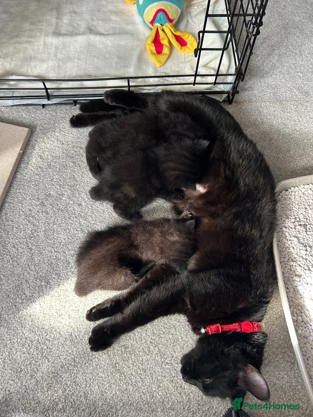 Mixed Breed cats for sale: 🐈‍⬛Four beautiful ghost tabby’s for sale! 🐈‍⬛ - Advert 2