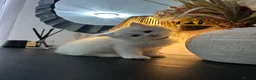 Ragdoll cats for sale: Ragdool x kittens in Scunthorpe - Advert 31