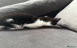 Domestic Shorthair cats for sale: Beautiful Domestic Cats-Mum,Dad&3 Adorable Kittens - Image 29