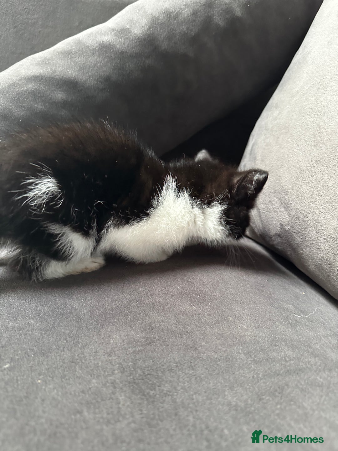 Domestic Shorthair cats for sale: Beautiful Domestic Cats-Mum,Dad&3 Adorable Kittens - Image 29