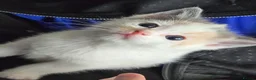 Mixed Breed cats for sale: Cute Calico, Tuxedo & Black babies (from £150) - Advert 1