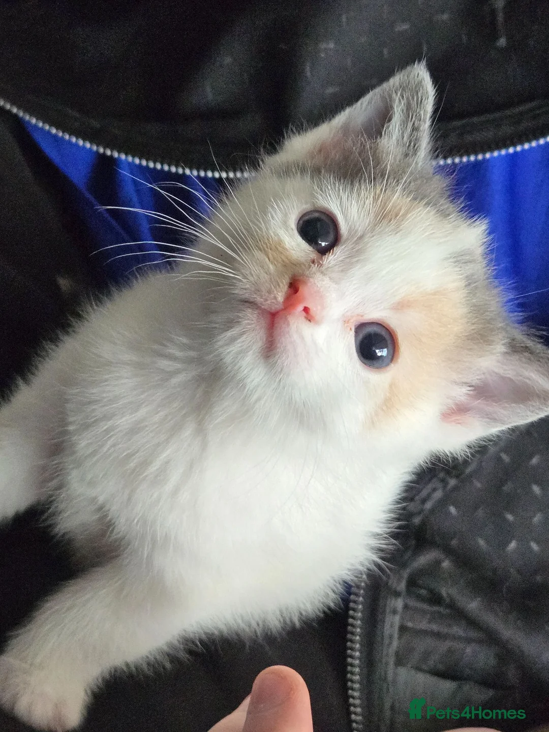 Mixed Breed cats for sale: Cute Calico, Tuxedo & Black babies (from £150) - Advert 1