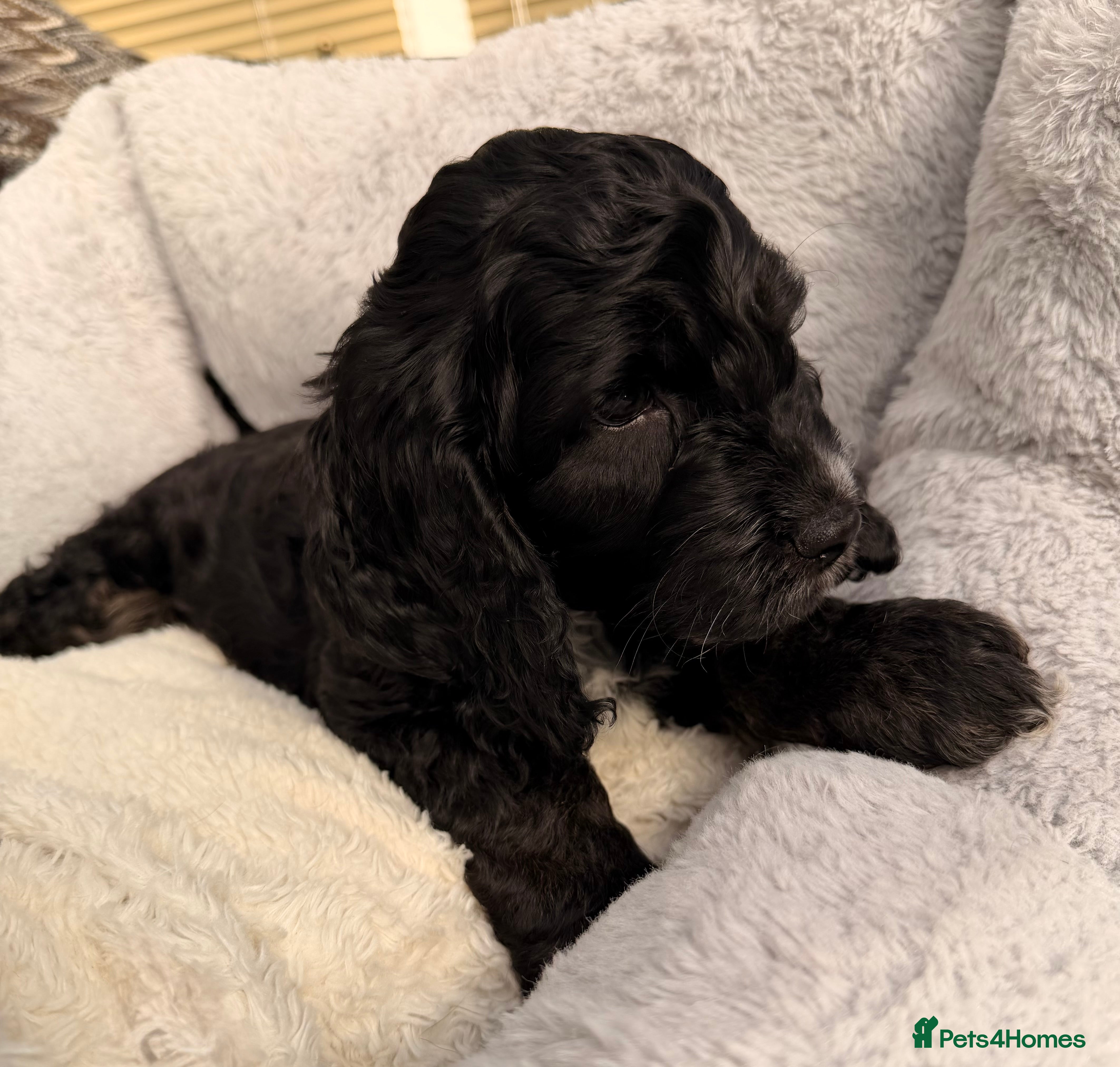 Cockapoo dogs F1 Cockapoo Puppies - Advert 3