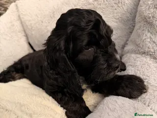 Cockapoo dogs F1 Cockapoo Puppies - Advert 3