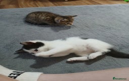 Mixed Breed cats for sale: 6 beautiful kittens - Image 7