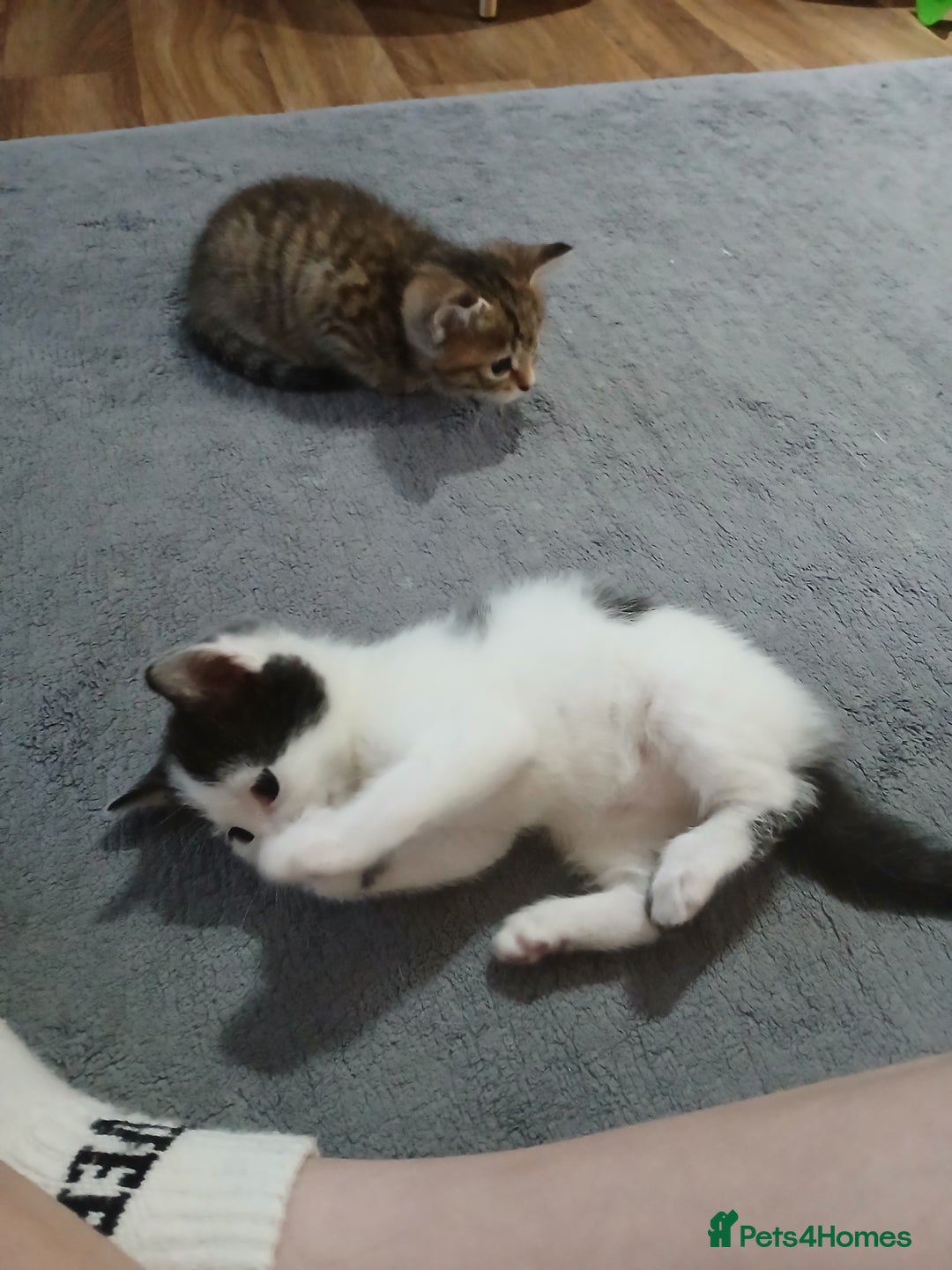 Mixed Breed cats for sale: 6 beautiful kittens - Image 7