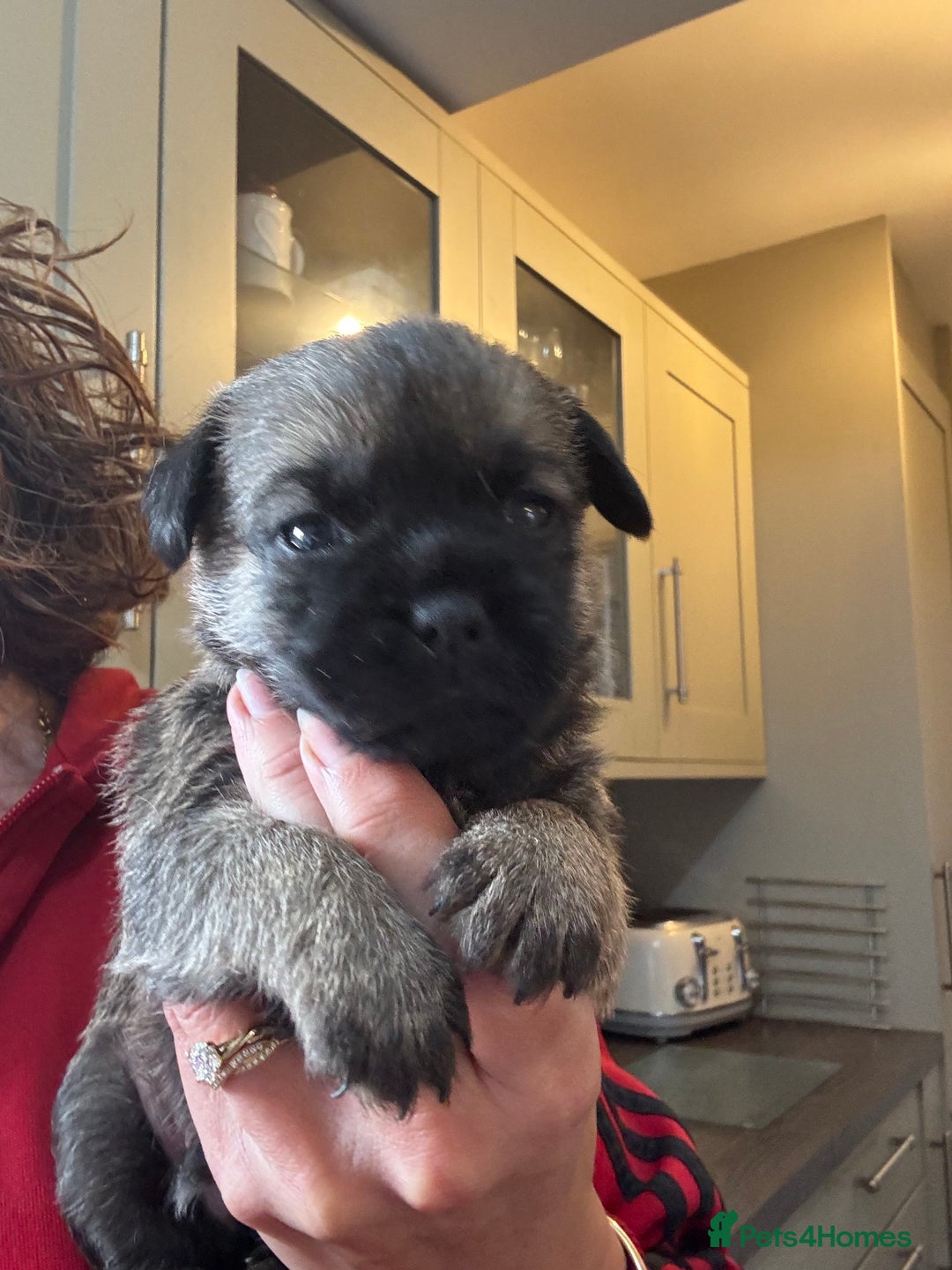 Border Terrier dogs for sale: KC Border Terrier Pups - Image 10