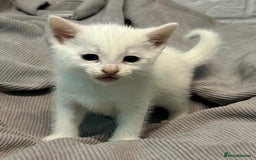 Mixed Breed cats for sale: READY TO GO 🫶 Three beautiful kittens left 🫶 - Image 8