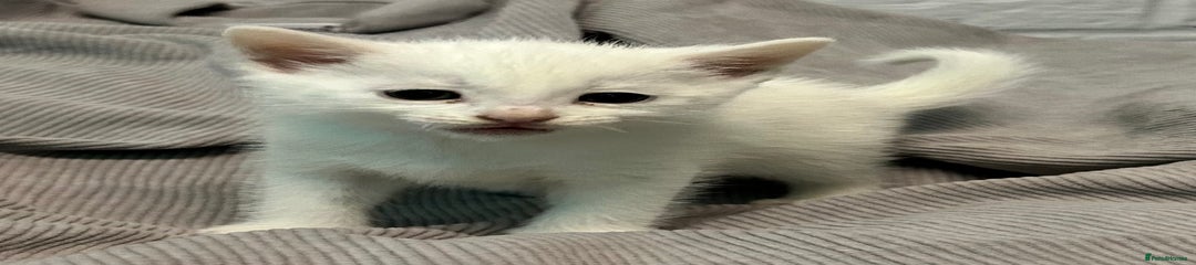 Mixed Breed Kitten 2