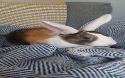 Mixed Breed rabbits for sale: 3 bunnies, different ages, mix breed in Chatham - Image 6
