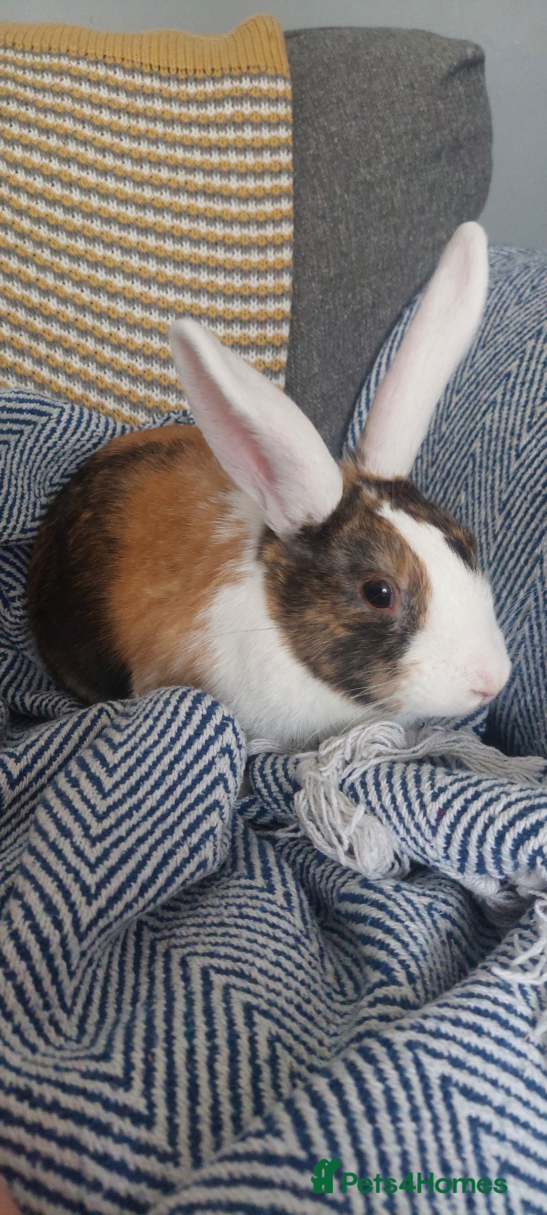Mixed Breed rabbits for sale: 3 bunnies, different ages, mix breed in Chatham - Image 6