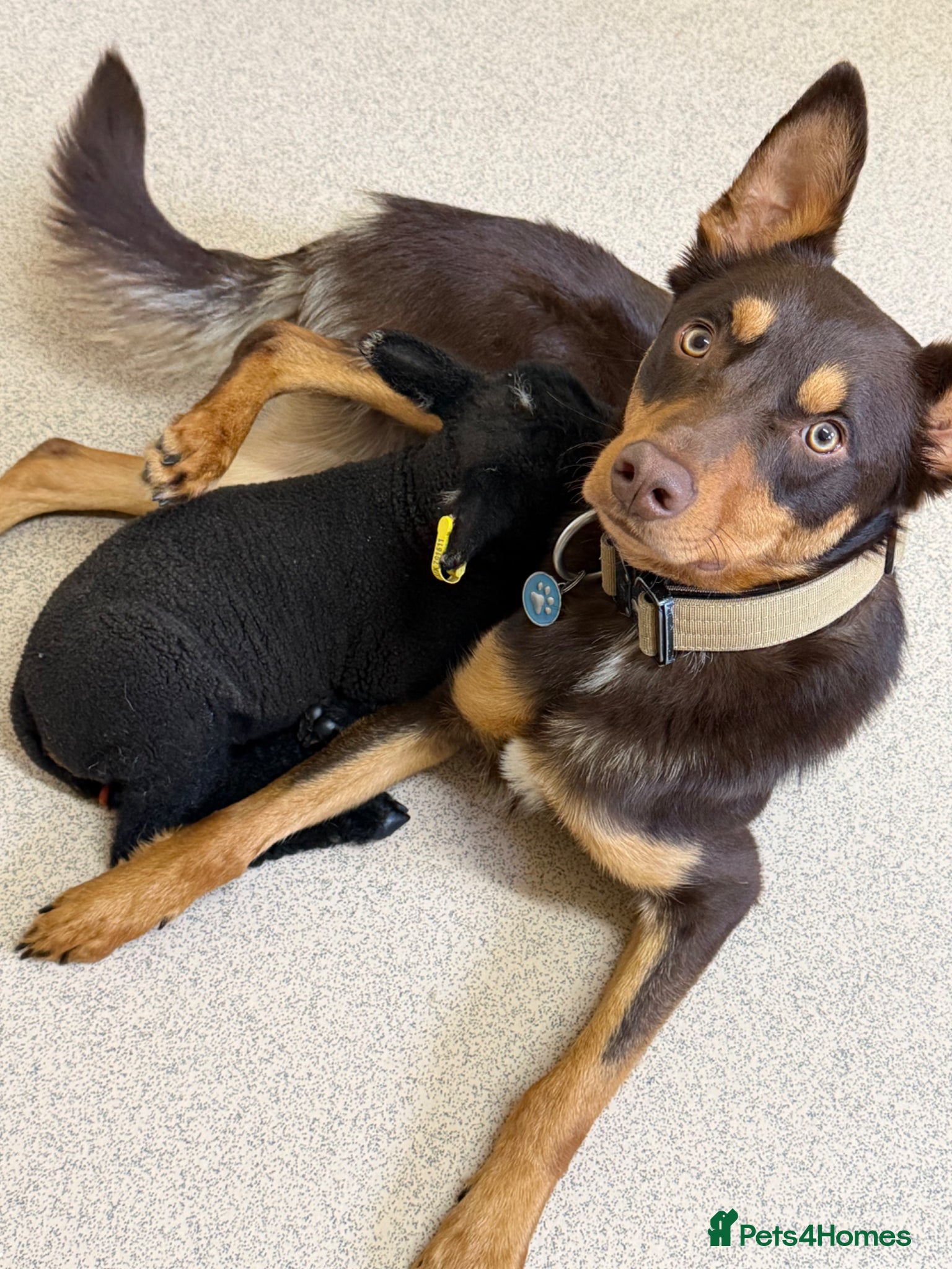 Mixed Breed dogs Australian Kelpie X Huntaway - Advert 1
