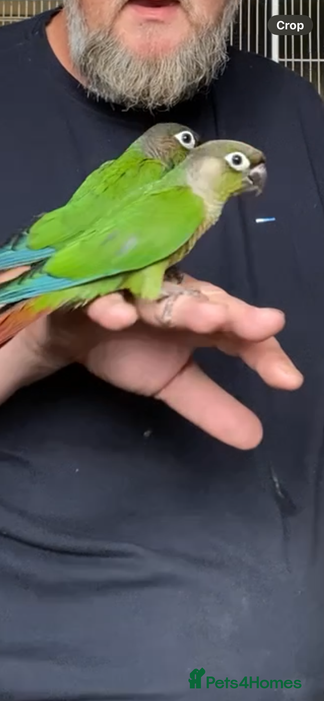Conures birds for sale: Green cheek conures hand raised and silly tame - Image 5