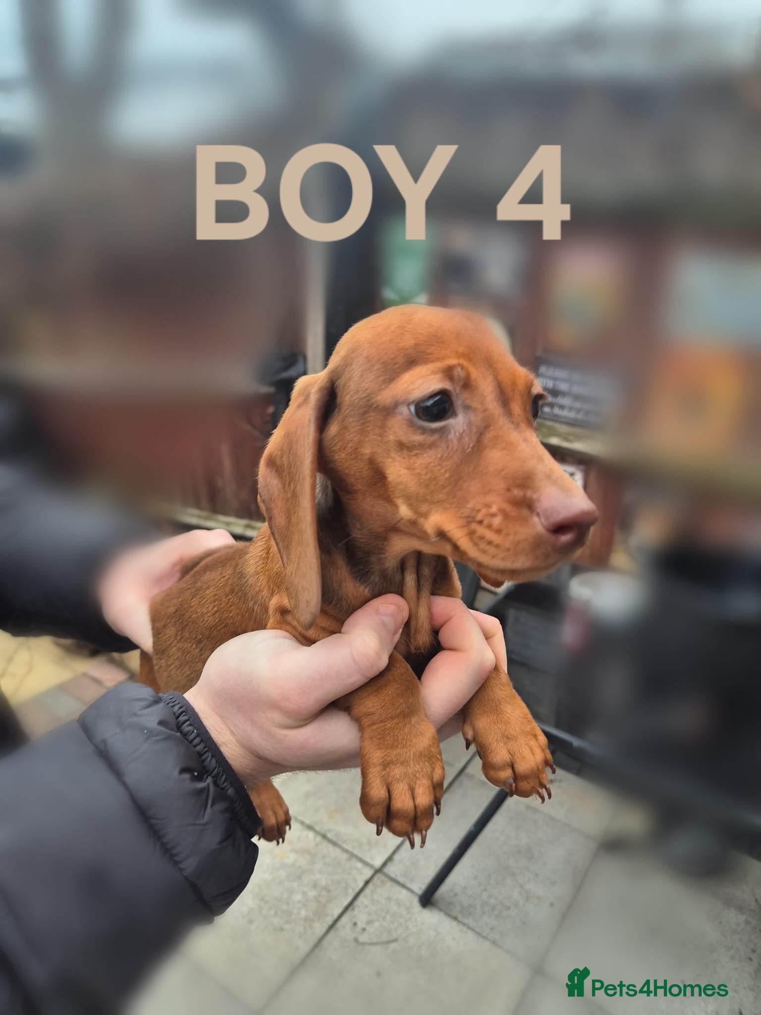 Miniature Dachshund dogs Reduced till friday!Miniature Dachshunds For Sale! - Advert 8