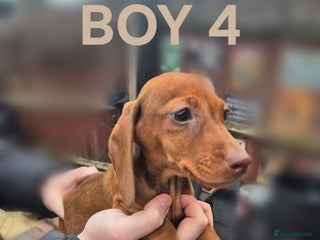 Miniature Dachshund dogs Reduced till friday!Miniature Dachshunds For Sale! - Advert 8