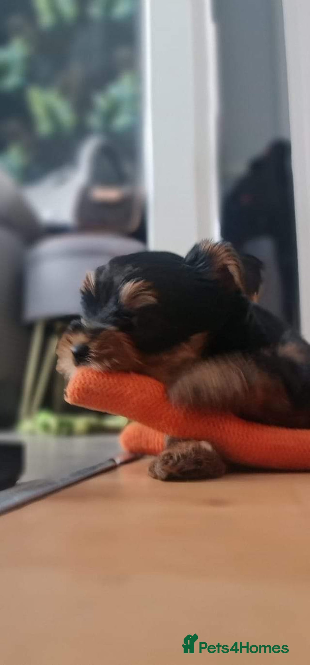 Yorkshire Terrier dogs for stud: KCReg Assured Breeder/Benjamin looking for a date in Southampton - Advert 8