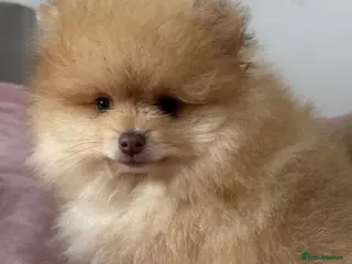 Pomeranian dogs Ready to go Excellent Pomeranian - Advert 12