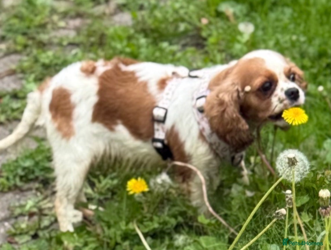 Cavalier King Charles Spaniel dogs Stunning KC Bitch - Advert 2