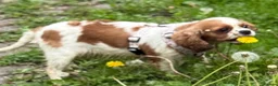 Cavalier King Charles Spaniel dogs for sale: Stunning KC Bitch - Advert 2
