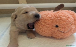 Golden Retriever dogs for sale: KC Registered Golden Retriever Puppies  - Image 27