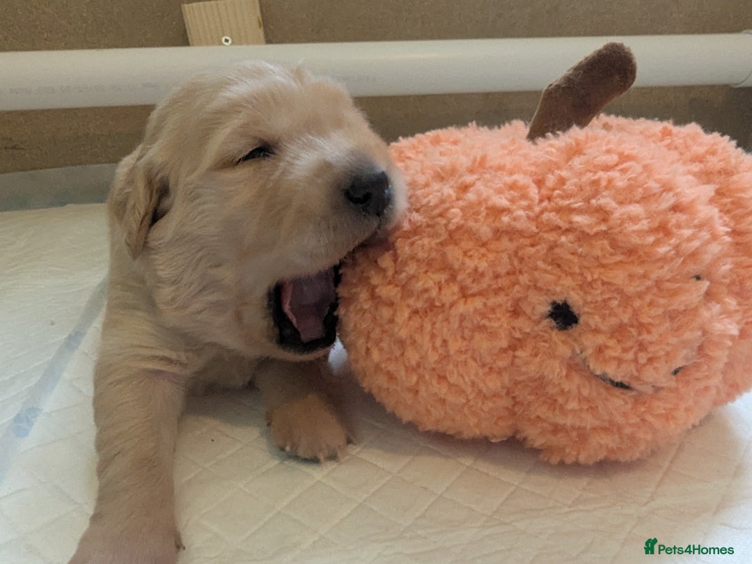 Golden Retriever dogs for sale: KC Registered Golden Retriever Puppies  - Image 27