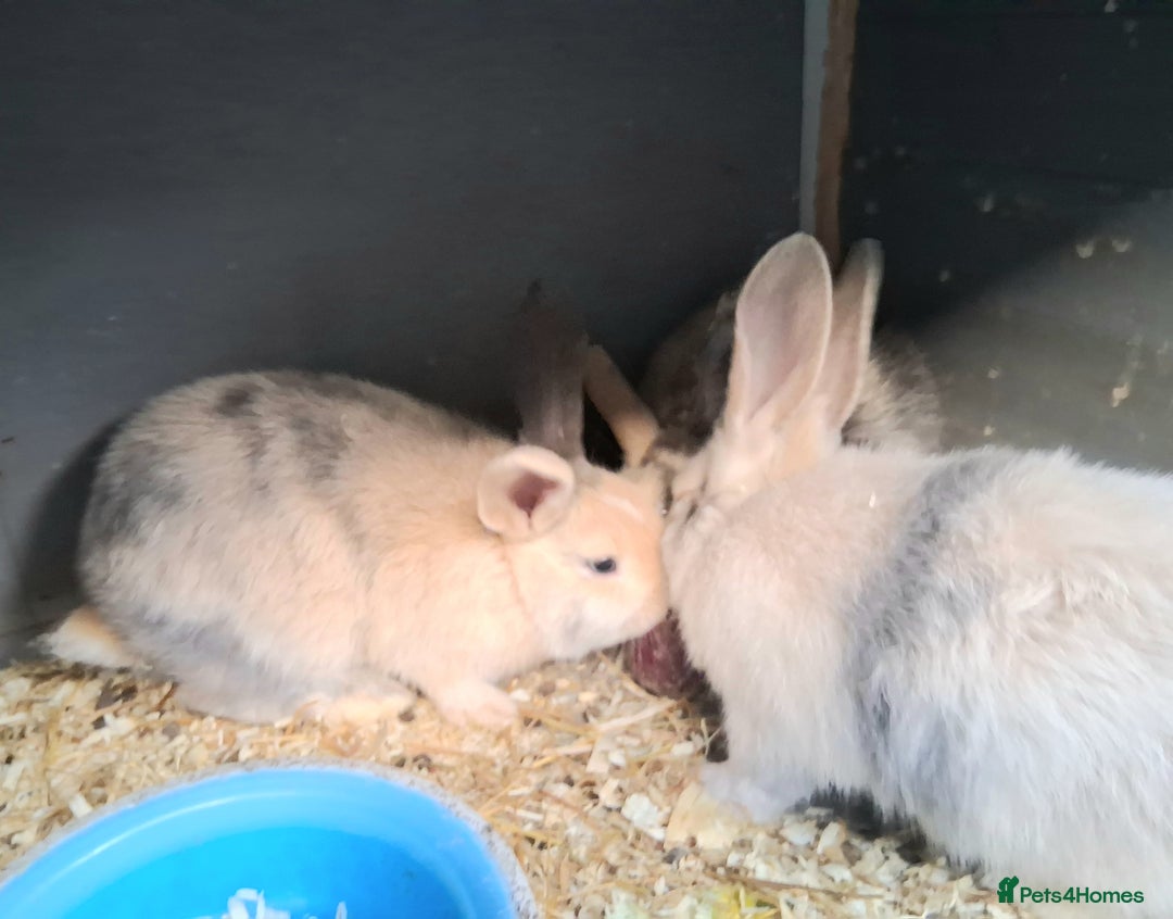 English Lop rabbits for sale: Mum and daughter and 3bucks for sale - Advert 2