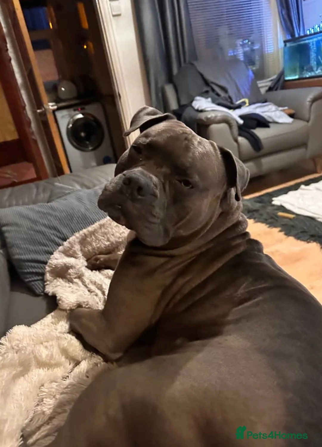 Mixed Breed dogs for sale: American Bulldog X Staff - Advert 2