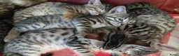 Bengal cats for sale: 4x Girls & 4x Boys – Stunning Bengal cross Kittens - Advert 26