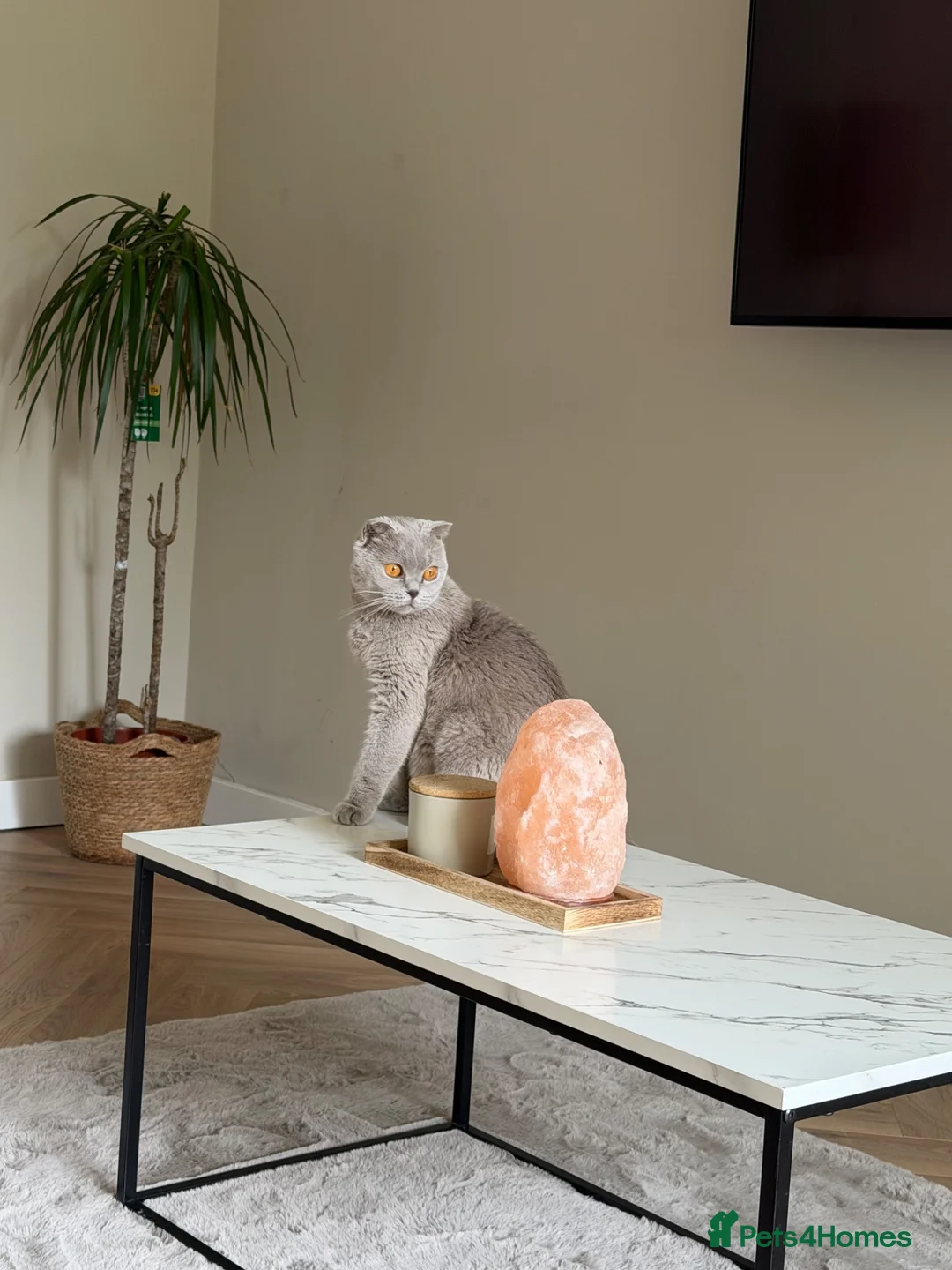 Scottish Fold cats for sale: Beautiful Scottish fold - Advert 26