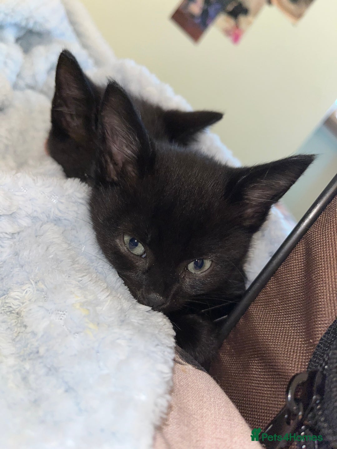 Mixed Breed cats for sale: Male black kitten - ready now - Image 14