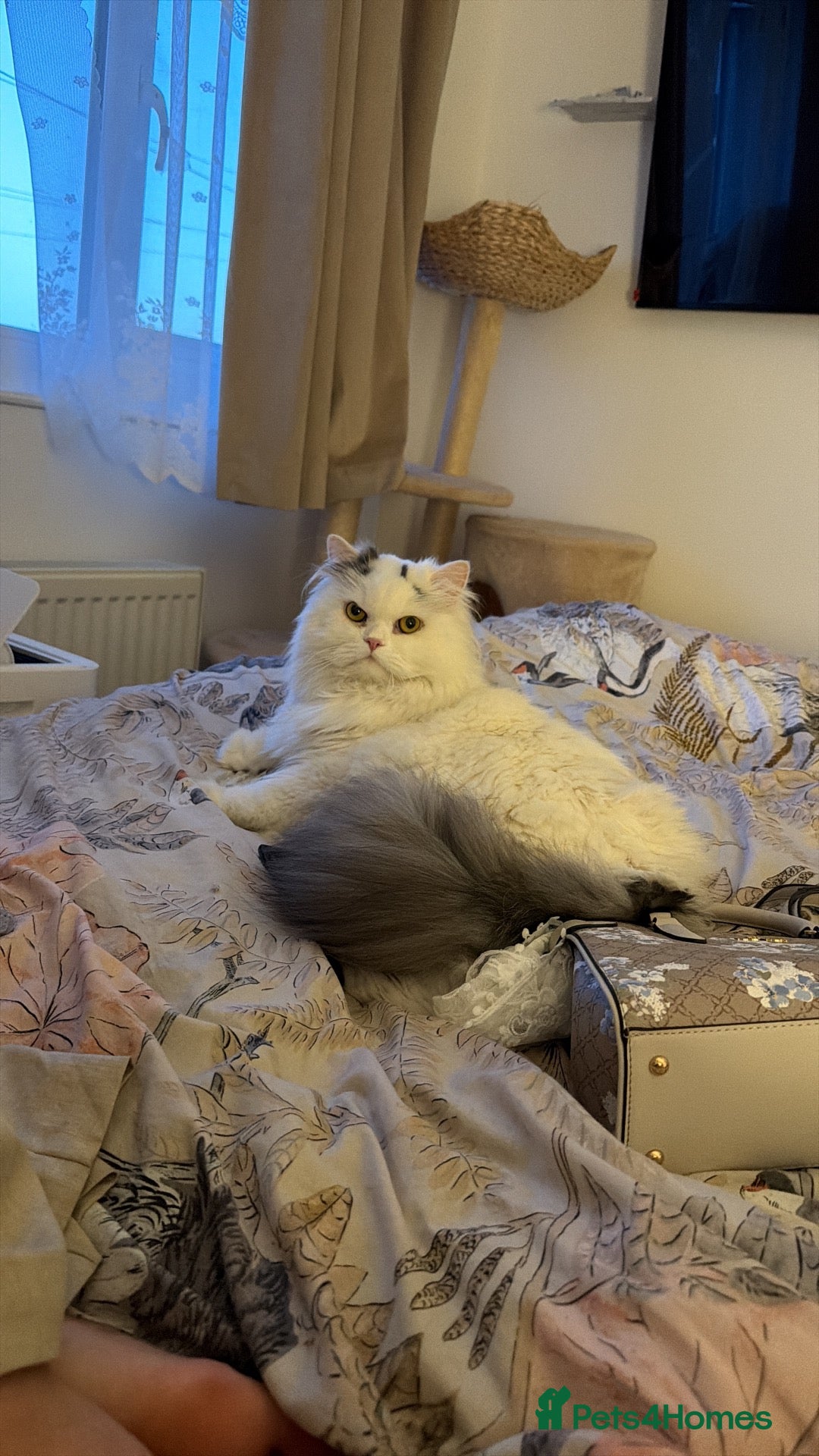 Persian cats Stunning white Persian.  - Advert 1