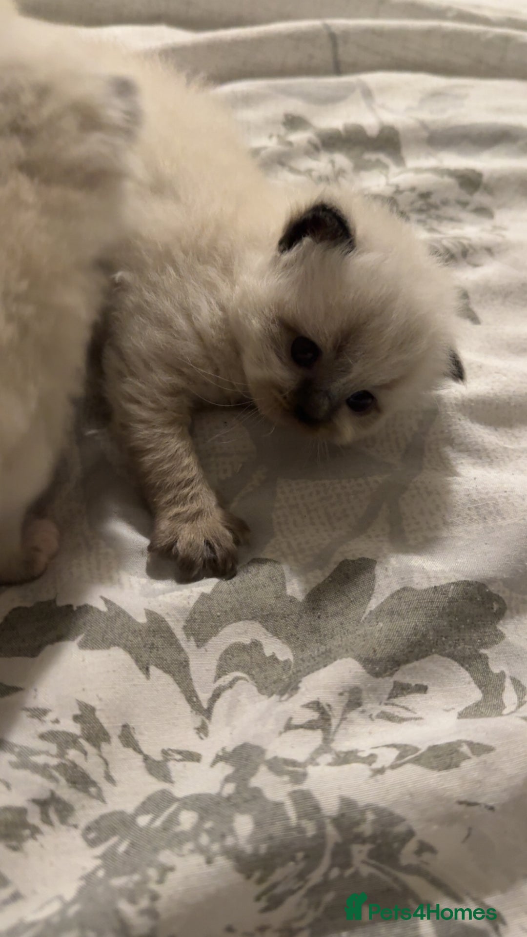 Ragdoll cats for sale: 5 beautiful ragdoll kittens - Advert 10