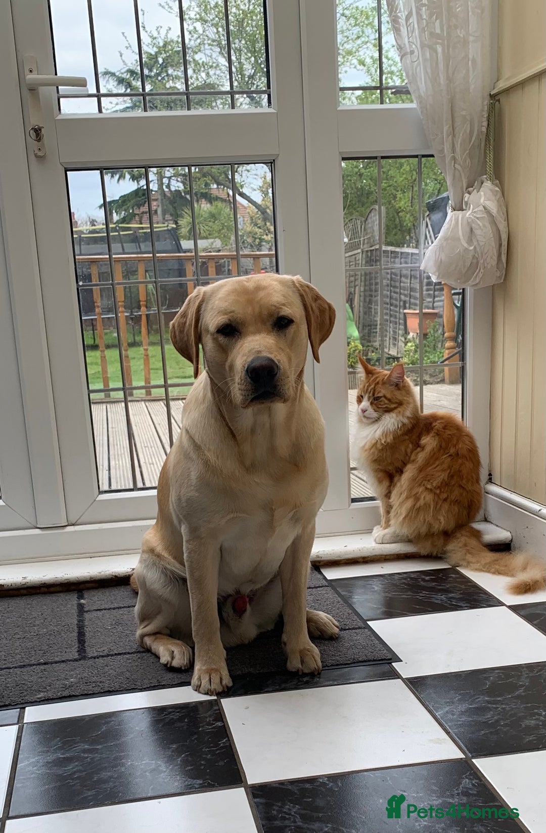 Labrador Retriever dogs for stud: Healthy Labrador for stud - Advert 7