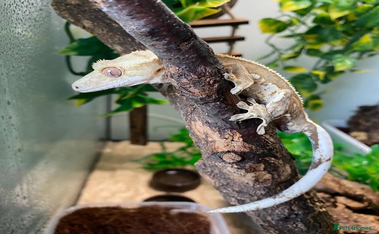 Gecko reptiles - Advert 2