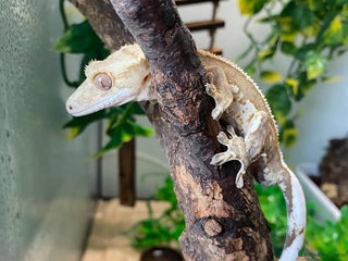 Gecko reptiles - Advert 28