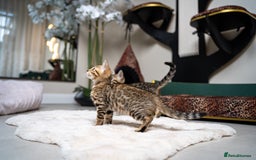 Bengal cats for sale: BABETTE-LAST available girl from the litter-TICA  - Image 7