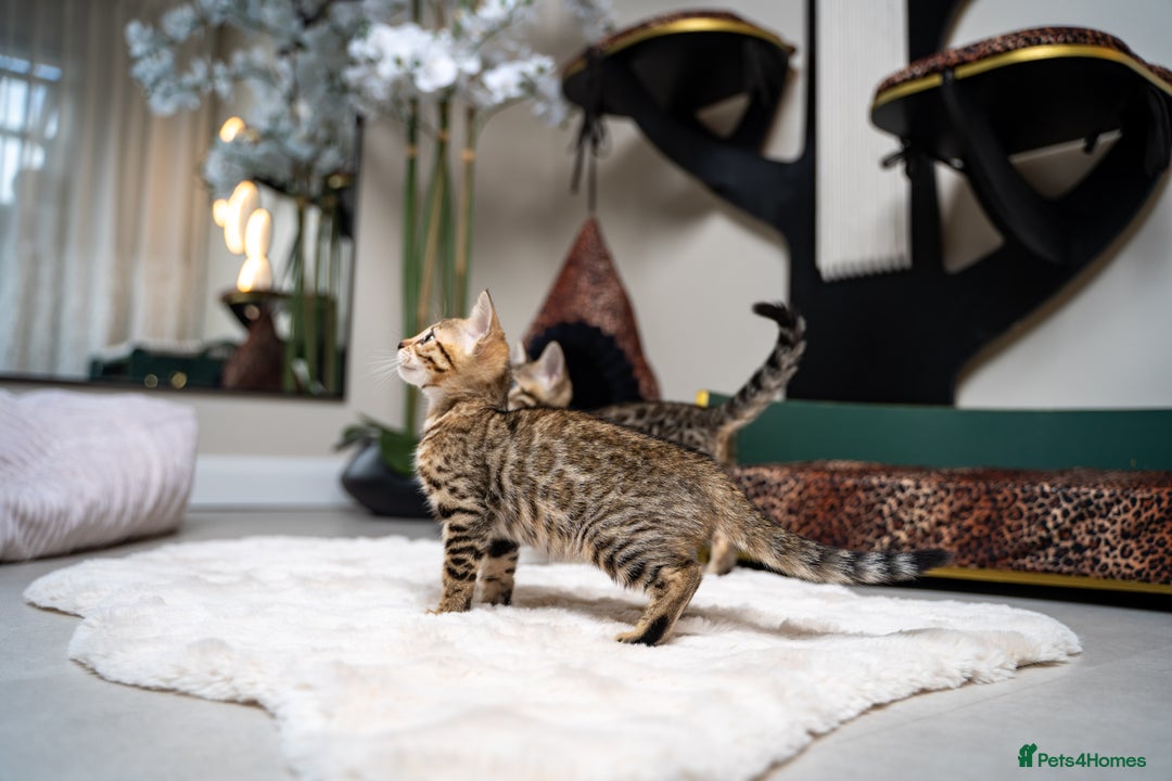 Bengal cats for sale: BABETTE-LAST available girl from the litter-TICA  - Image 7